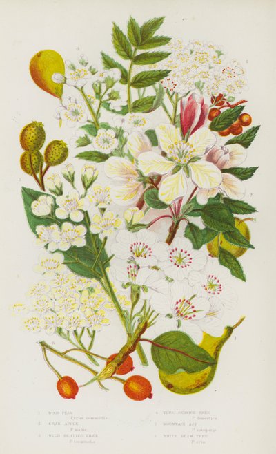 Piante da fiore della Gran Bretagna: Pero selvatico, Melo selvatico, Sorbo selvatico, Sorbo vero, Sorbo degli uccellatori, Sorbo bianco da English School