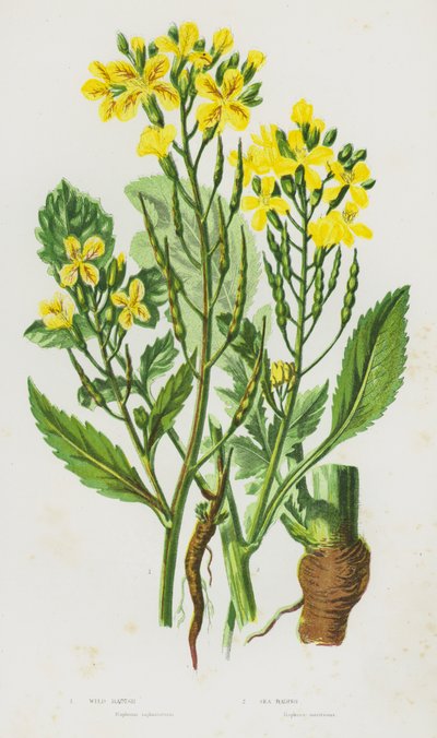 Piante da fiore della Gran Bretagna: Ravanello selvatico, Ravanello marino da English School