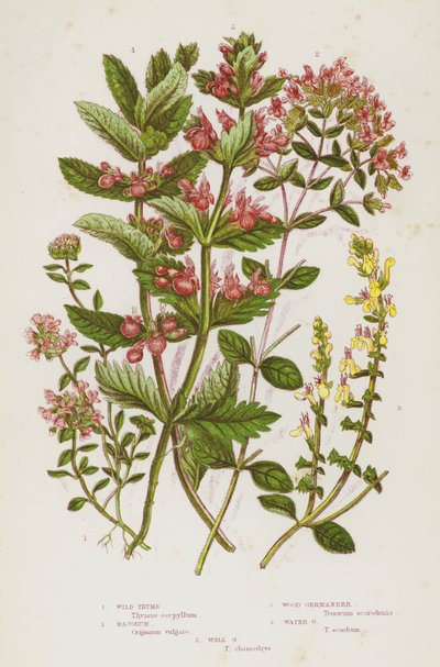 Piante da fiore della Gran Bretagna: Wild Thyme, Majorum, Wood Germander, Water Germander, Wall Germander da English School