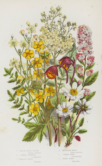 Piante da fiore della Gran Bretagna: Willow Leaved Spiraea, Common Dropwort, Meadow Sweet, Mountain Avens, Common Avens, Water Avens da English School