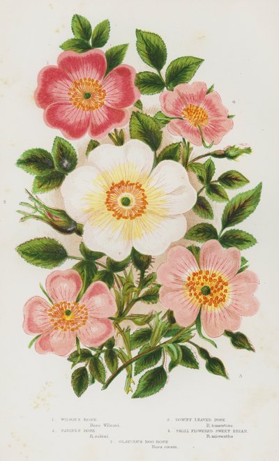 Piante da fiore della Gran Bretagna: Rosa di Wilson, Rosa di Sabine, Rosa a foglie tomentose, Rosa di macchia a piccoli fiori, Rosa canina glauca da English School