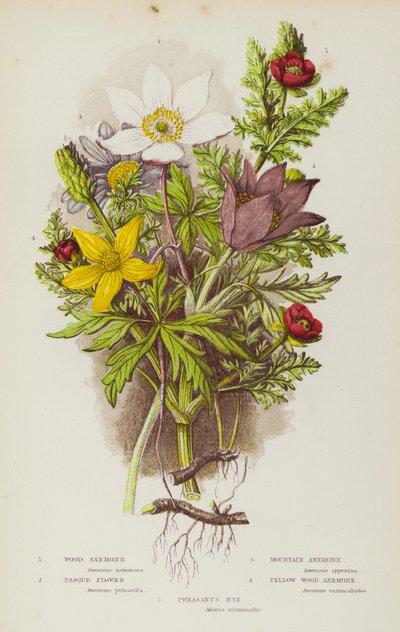 Piante da fiore della Gran Bretagna: Anemone dei boschi, Fiore di Pasqua, Anemone di montagna, Fiore di Pasqua, Anemone giallo dei boschi, Occhio di fagiano da English School