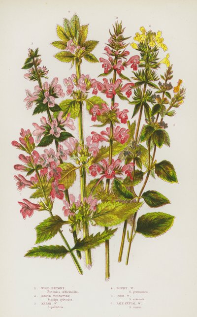 Piante da fiore della Gran Bretagna: Betonica dei boschi, Stachys sylvatica, Stachys palustre, Stachys lanuginosa, Stachys arvensis, Stachys annua pallida da English School