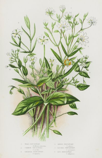 Piante Fiorite della Gran Bretagna: Stellaria di Bosco, Stellaria Comune, Stellaria Maggiore, Stellaria di Palude, Stellaria Minore, Stellaria di Palude da English School