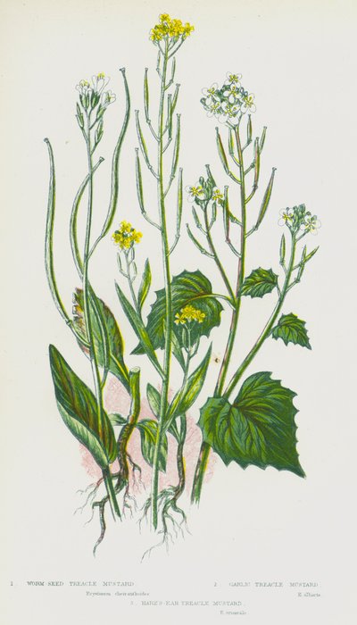 Piante da fiore della Gran Bretagna: Erysimum cheiranthoides, Erysimum cheiranthoides, Erysimum cheiranthoides da English School