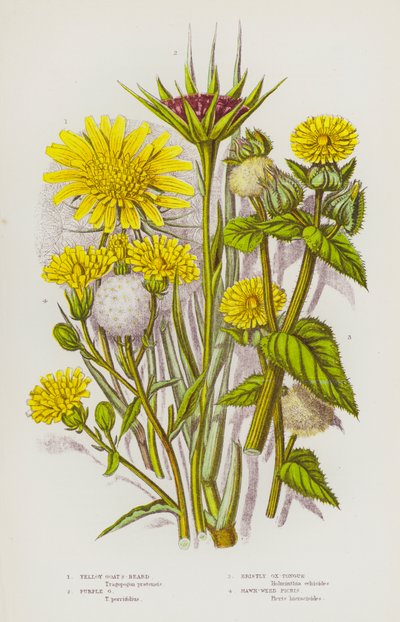 Piante Fiorite della Gran Bretagna: Barba di Capra Gialla, Barba di Capra Viola, Lingua di Bue Setolosa, Picris di Falco da English School