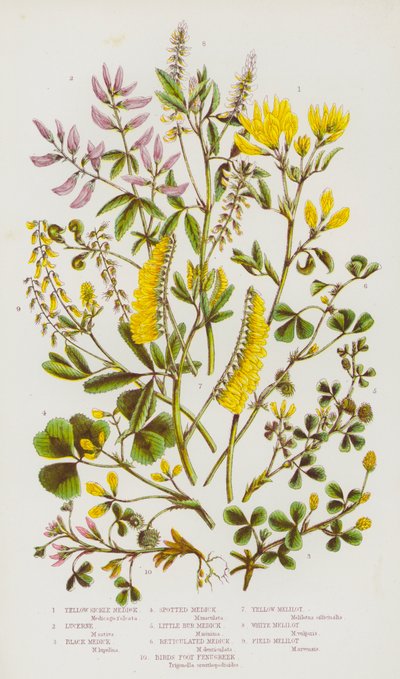 Piante Fiorite della Gran Bretagna: Medicago Gialla, Medicago, Medicago Nera, Medicago Maculata, Medicago Piccola, Medicago Reticolata, Fieno Greco, Meliloto Giallo, Meliloto Bianco, Meliloto di Campo da English School