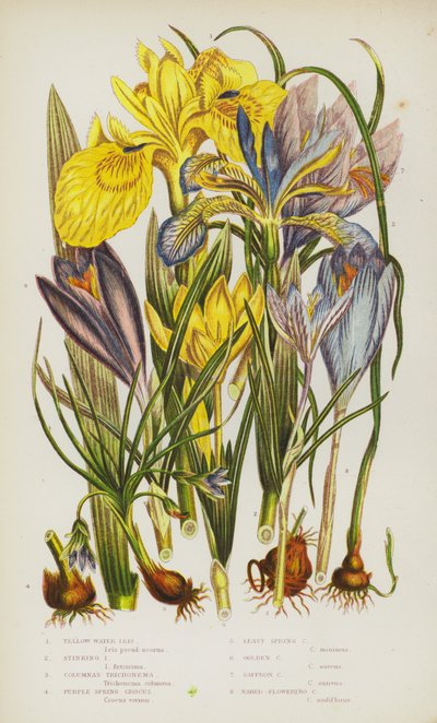 Piante da fiore della Gran Bretagna: Iris d