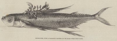 Pesce volante, con una crescita parassitaria sulla schiena (incisione) da English School
