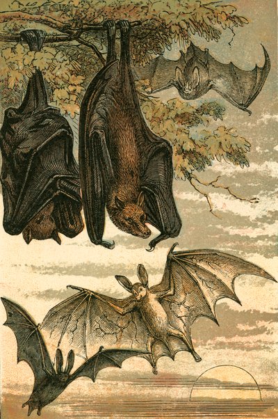 Volpe volante, pipistrello vampiro, pipistrello comune e vampiro spettro da English School