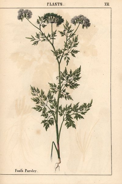 Prezzemolo del pazzo, Aethusa cynapium, da 