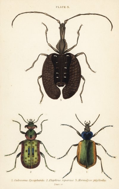 Cacciatore di bruchi della foresta, Calosoma sycophanta, coleottero terrestre, Elaphrus riparius, e coleottero violino, Mormolyce phyllodes da English School