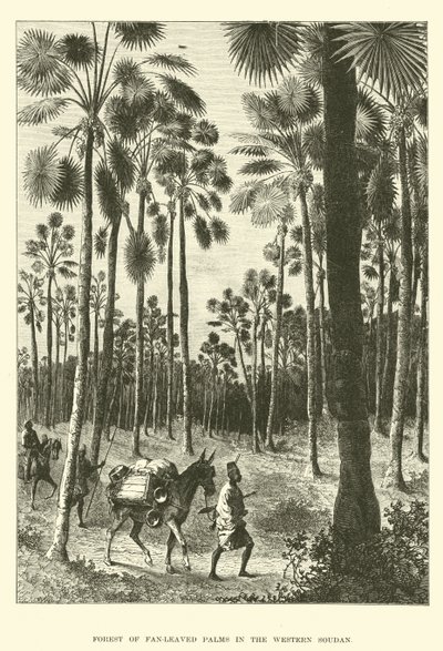 Foresta di Palme a ventaglio nel Sudan Occidentale da English School