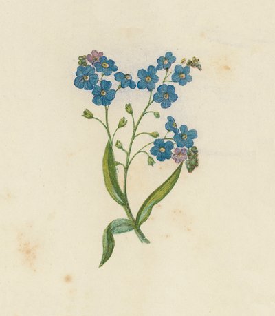 Non ti scordar di me, Myosotis Palustris da English School