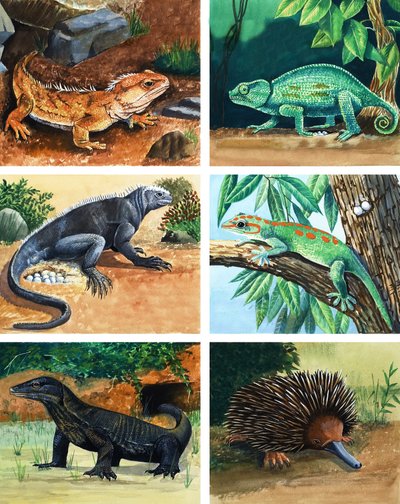 Animali a quattro zampe che depongono uova da English School