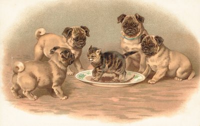 Quattro cani carlini seduti intorno a un gattino su un piatto da English School