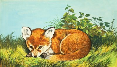 Cucciolo di volpe da English School