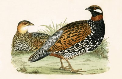 Francolino, illustrazione da 