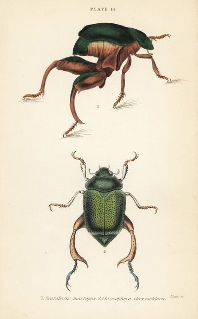 Coleottero dalle zampe di rana o coleottero canguro, Sagra papuana, e coleottero foglia lucente, Chrysophora chrysochlora da English School
