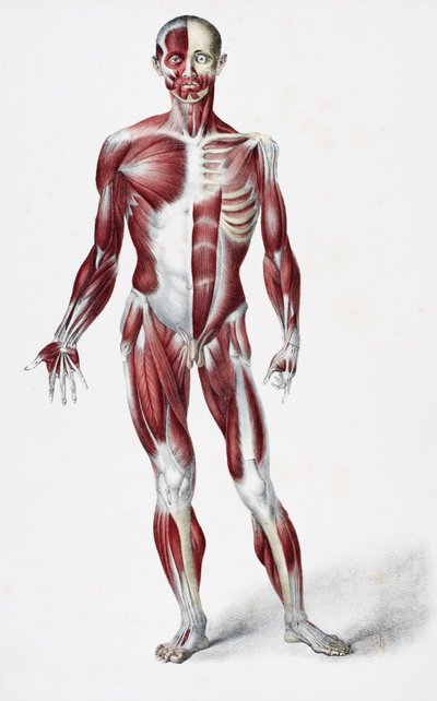 Parte anteriore del corpo maschile che mostra muscoli, tendini e ossa, da The Vessels of the Human Body, a cura di Jones Quain e William Wilson, pubblicato da Taylor e Watson, Londra nel 1837 da English School