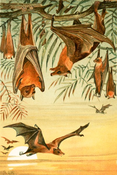 Pipistrelli della frutta da English School