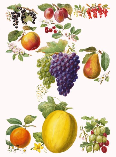 Frutti da English School