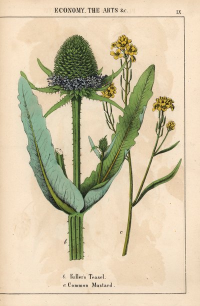 Cardo dei follatori o cardo e senape comune con fiori gialli, da 