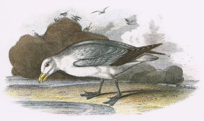 Fulmar da English School
