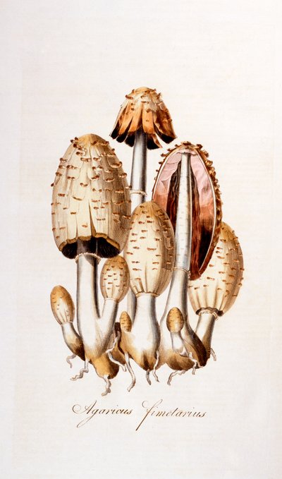 Funghi: Agaricus fimelarius [fungo dell