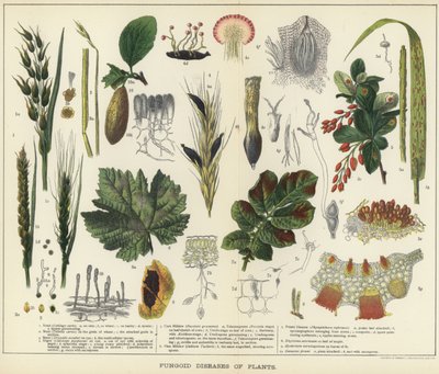 Malattie fungine delle piante da English School