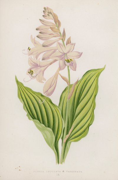 Funkia Undulata; B Variegata (litografia a colori) da English School