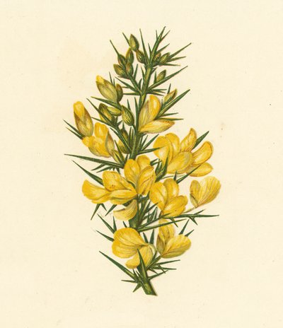 Ginestra, Ulex Europaeus da English School