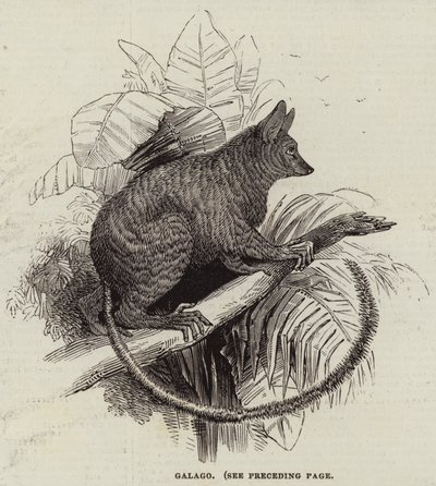 Galago (incisione) da English School