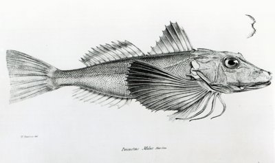Galapagos Gurnard, tavola 6 da 