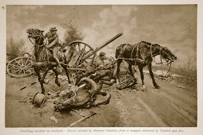 Gallipoli: Cavalli salvati dai Munster Fusiliers da un carro distrutto dal fuoco turco, 1914-19 da English School