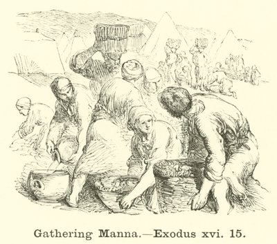 Raccolta della manna, Esodo, xvi, 15 da English School