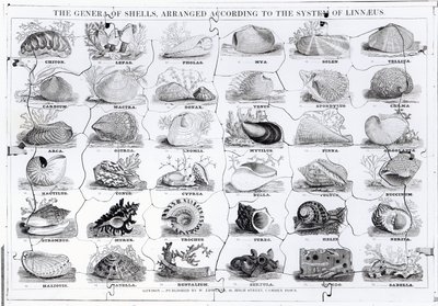 Generi di Conchiglie puzzle, pub. da W. Edwards da English School