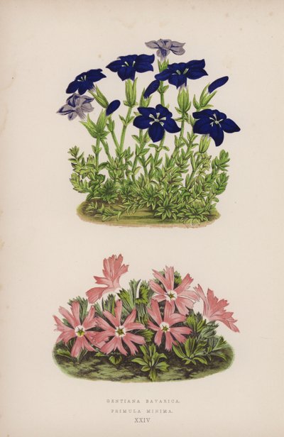 Gentiana Bavarica; Primula Minima (litografia a colori) da English School