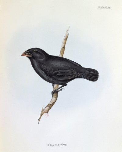 Geospiza Fortis, illustrazione da La Zoologia del Viaggio dell