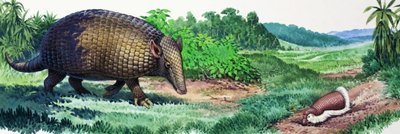 Armadillo gigante e armadillo fatato da English School