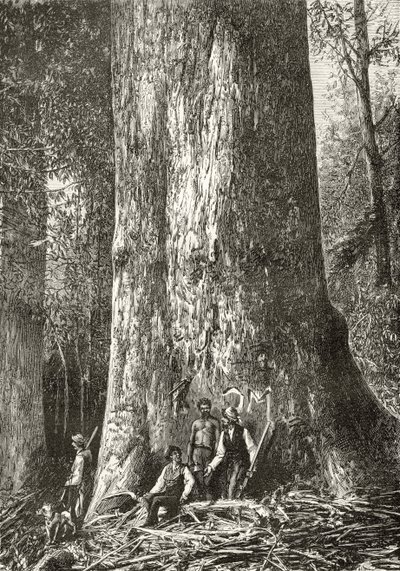 Albero di gomma gigante, da 