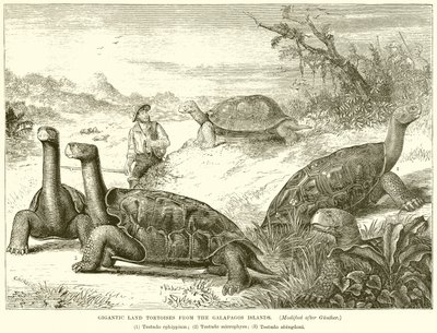 Gigantesche tartarughe terrestri delle isole Galapagos da English School