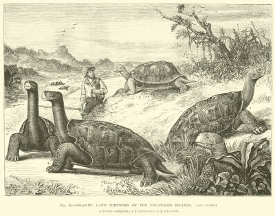 Gigantesche tartarughe terrestri delle Isole Galapagos da English School