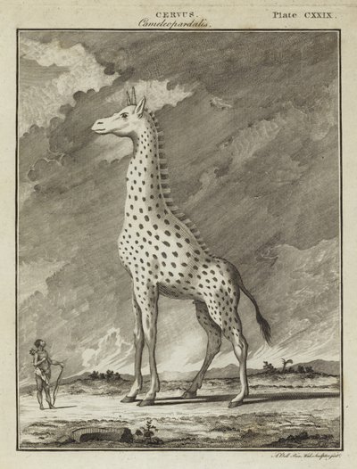 Giraffa (Cervus camelopardalis) da English School