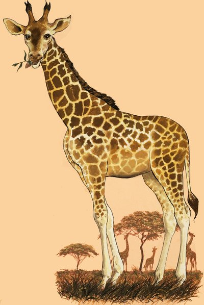 Giraffa da English School