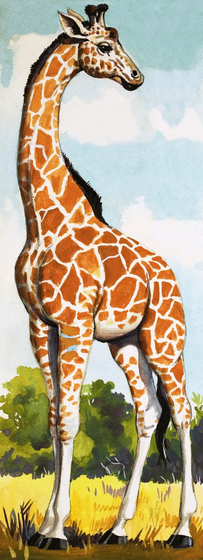 Giraffa da English School