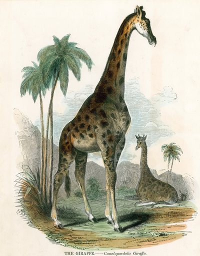 Giraffa da English School