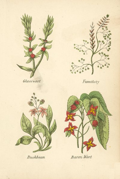 Salicornia, Fumaria, Trifoglio d