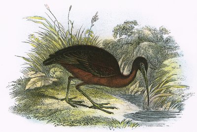 Ibis lucido da English School