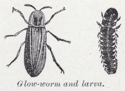 Lucciola e larva da English School